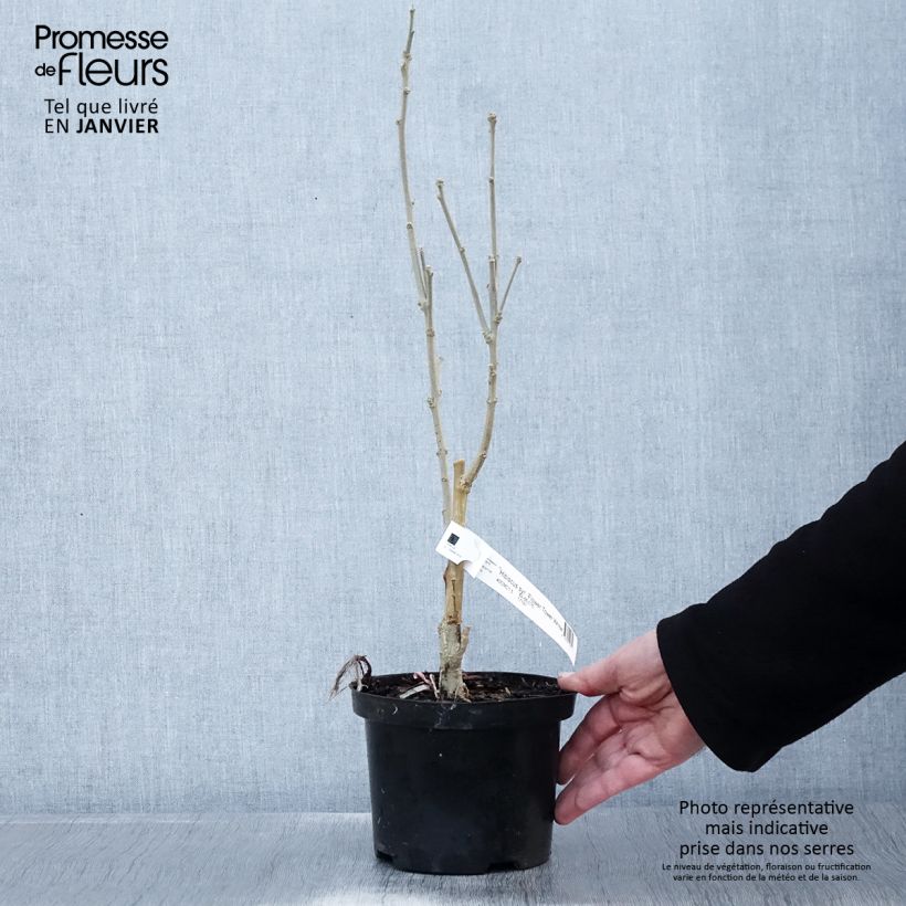 Exemplar von Garten-Hibiscus Flower Tower White - Hibiscus syriacus Topf mit 1,5L/2L wie im Winter geliefert