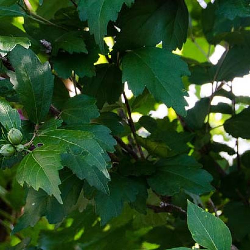 Garten-Hibiscus Freedom - Hibiscus syriacus (Foliage)