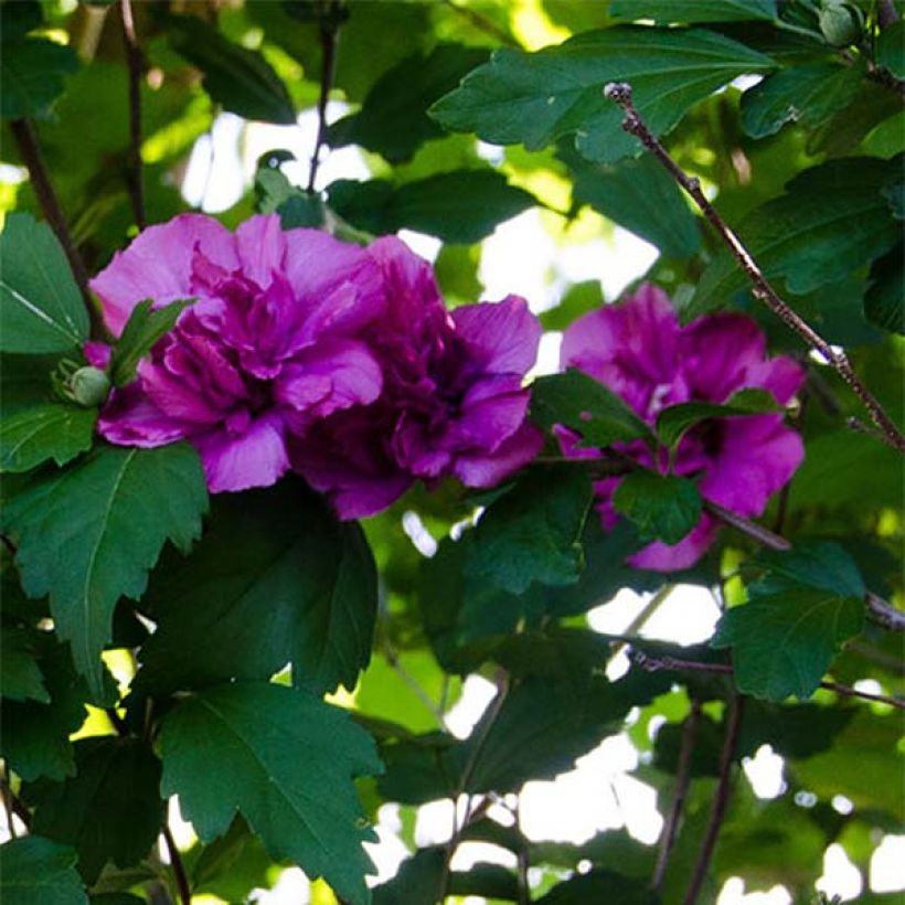 Garten-Hibiscus Freedom - Hibiscus syriacus (Flowering)