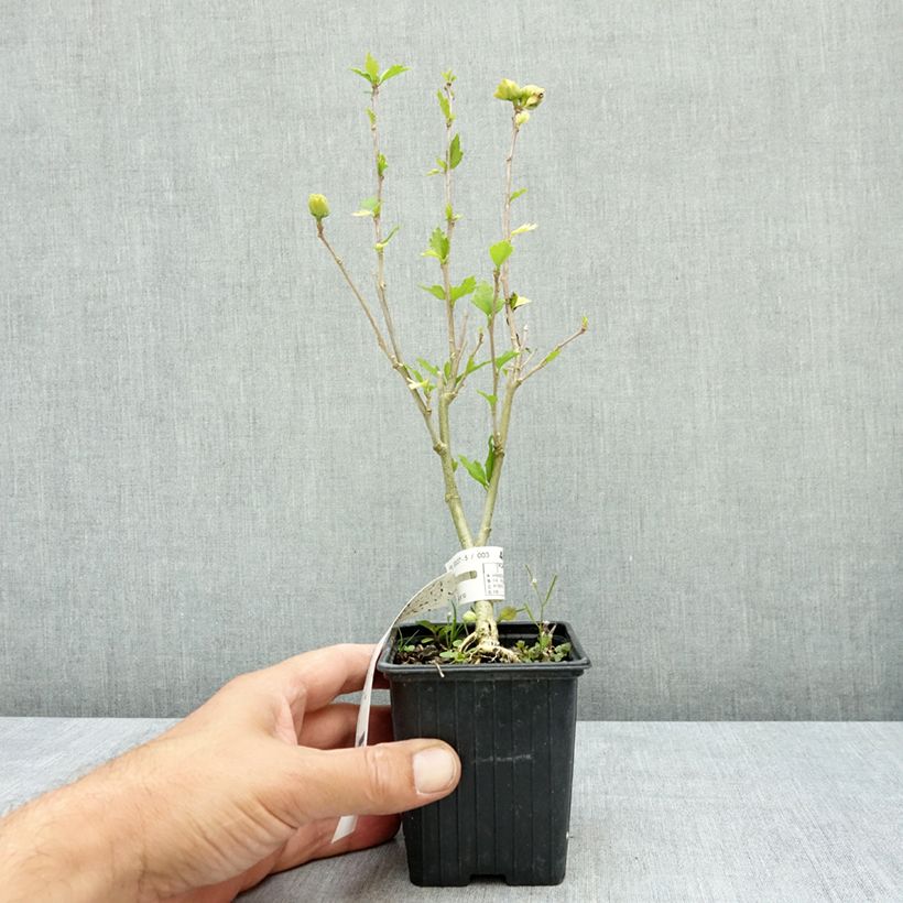 Exemplar von Garten-Hibiscus French Cabaret White - Hibiscus syriacus Kleine Töpfe von 8/9 cm wie im Sommer geliefert