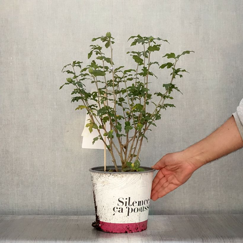 Example of Garten-Hibiscus French point - Hibiscus syriacus Topf mit 4L/5L as you get in automne
