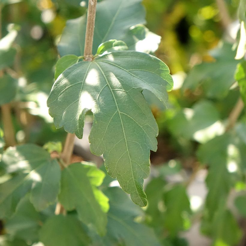 Garten-Hibiscus French point - Hibiscus syriacus (Foliage)