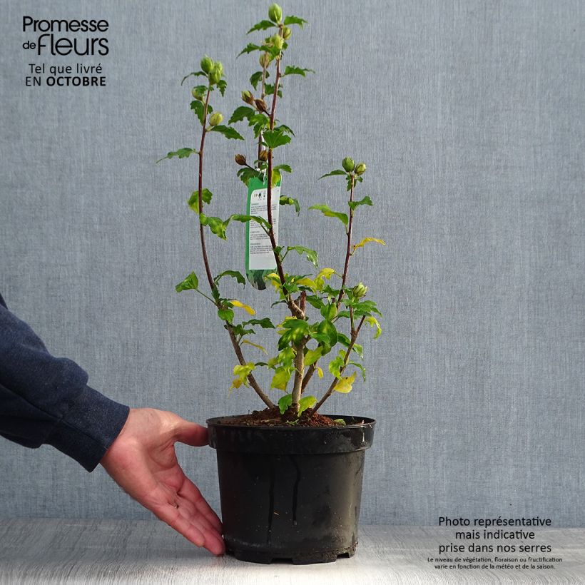 Example of Garten-Hibiscus Hamabo - Hibiscus syriacus Topf mit 3L/4L as you get in automne