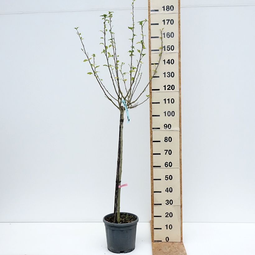Example of Garten-Hibiscus Hamabo - Hibiscus syriacus Topf mit 7,5L/10L as you get in ete