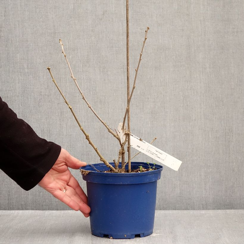 Exemplar von Garten-Hibiscus Hibisa Blanco - Hibiscus syriacus Topf mit 3L/4L wie im Winter geliefert