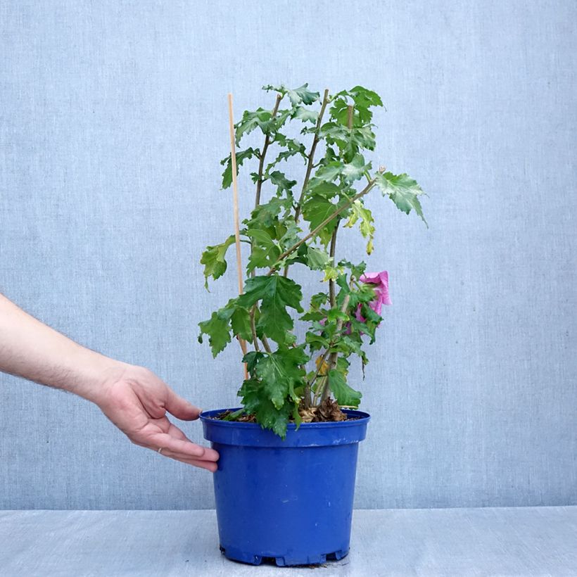 Exemplar von Garten-Hibiscus Hibisa Rosada - Hibiscus syriacus Topf mit 3L/4L wie im Herbst geliefert