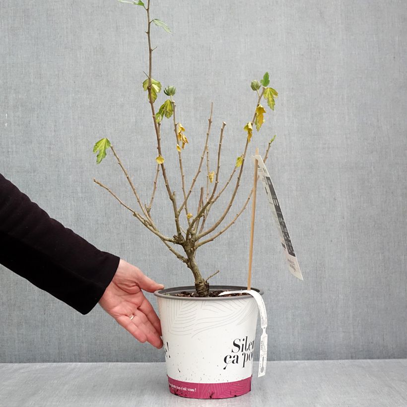 Exemplar von Garten-Hibiscus Igloo - Hibiscus syriacus Topf mit 4L/5L wie im Herbst geliefert