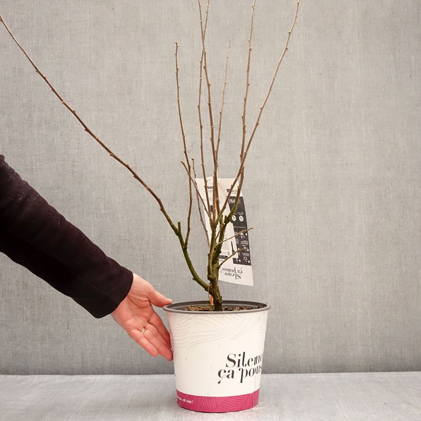 Exemplar von Garten-Hibiscus Igloo - Hibiscus syriacus Topf mit 4L/5L wie im Winter geliefert