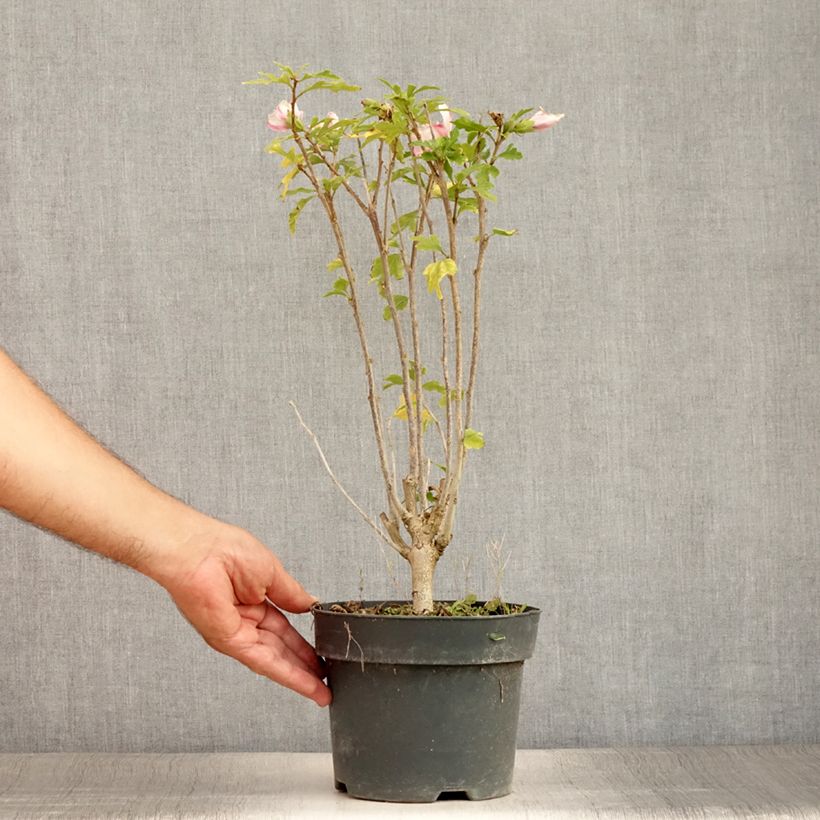 Example of Garten-Hibiscus Leopoldii - Hibiscus syriacus Topf mit 2L/3L as you get in ete