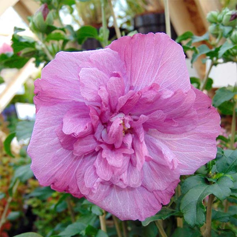 Garten-Hibiscus Magenta Chiffon - Hibiscus syriacus (Flowering)