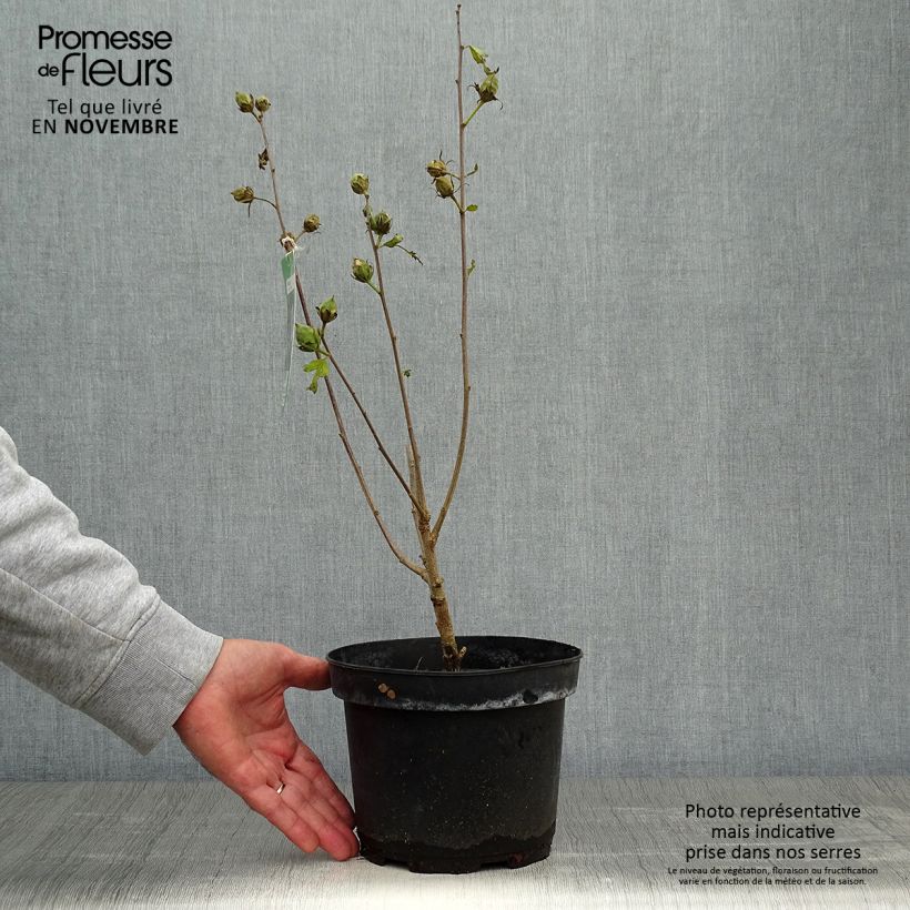 Example of Garten-Hibiscus Marina - Hibiscus syriacus Topf mit 2L/3L as you get in automne