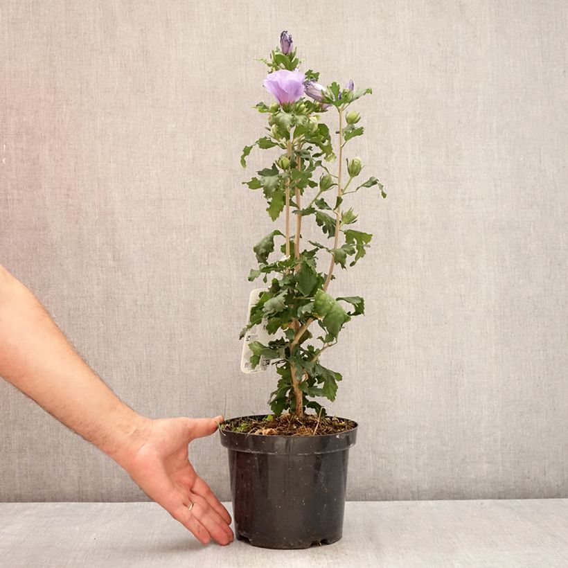 Exemplar von Garten-Hibiscus Marina - Hibiscus syriacus Topf mit 2L/3L wie im Sommer geliefert