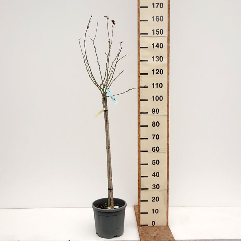 Exemplar von Garten-Hibiscus Marina - Hibiscus syriacus Topf mit 7,5L/10L, Halbstamm wie im Winter geliefert