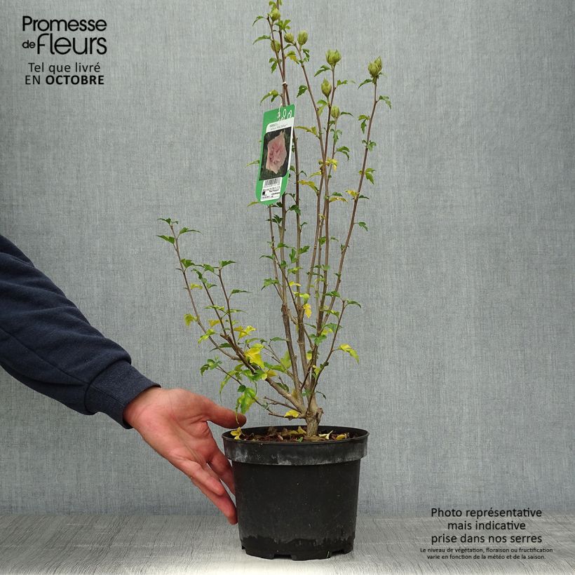 Example of Garten-Hibiscus Pink Chiffon - Hibiscus syriacus Topf mit 3L/4L as you get in automne
