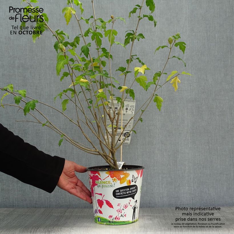 Example of Garten-Hibiscus Pinky Spot - Hibiscus syriacus Topf mit 4L/5L as you get in automne