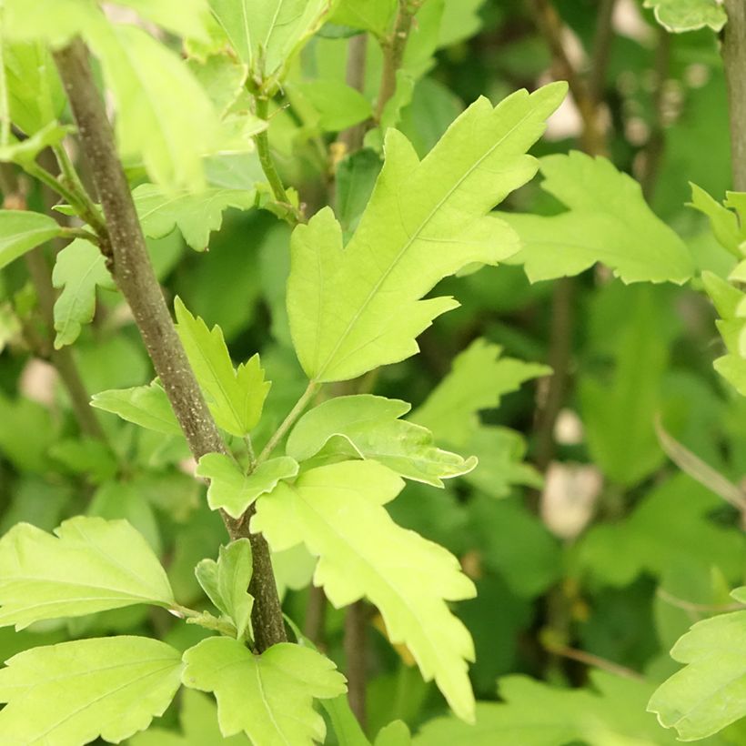 Garten-Hibiscus Pinky Spot - Hibiscus syriacus (Foliage)
