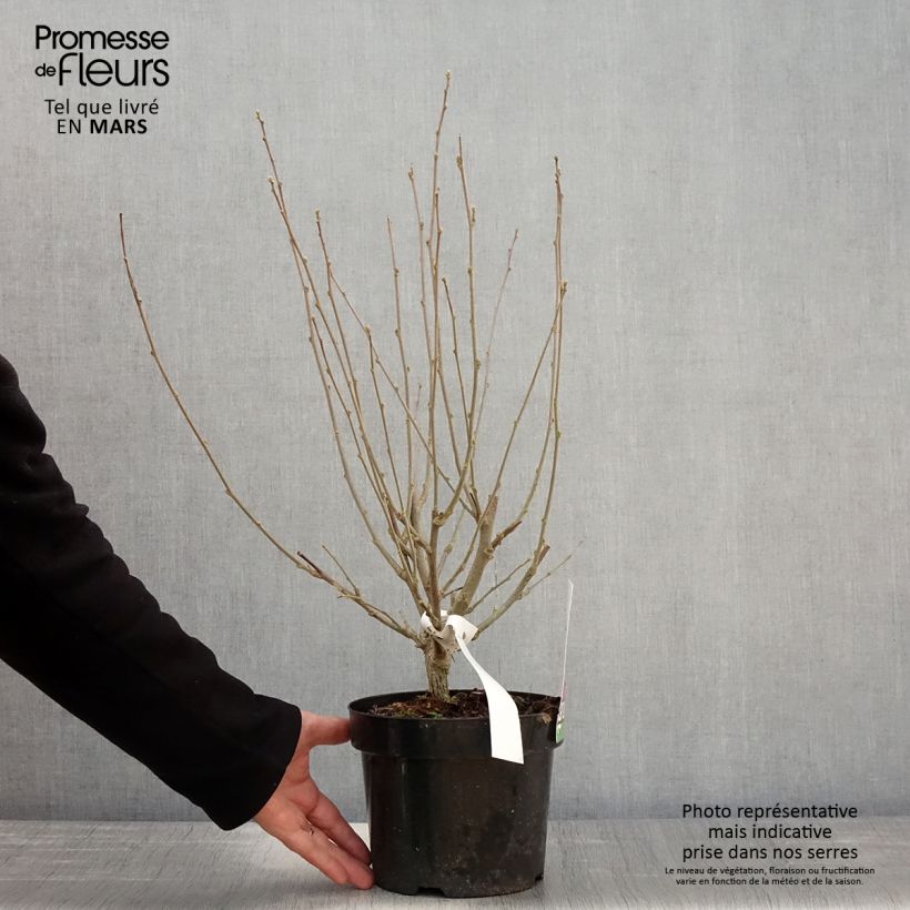 Exemplar von Garten-Hibiscus Purple Ruffles - Hibiscus syriacus Topf mit 3L/4L wie im Frühjahr geliefert