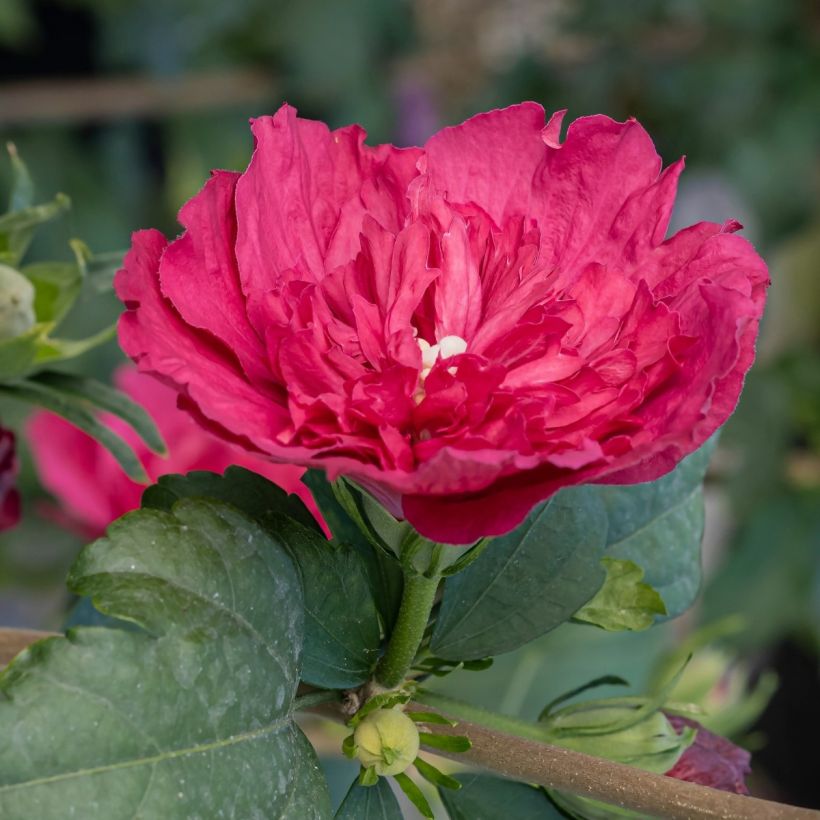 Garten-HibiscusRuby Chiffon - Hibiscus syriacus (Laub)