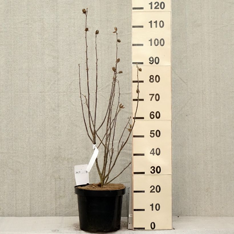 Exemplar von Garten-Hibiscus Shintaeyang - Hibiscus syriacus Topf mit 7,5L/10L wie im Frühjahr geliefert