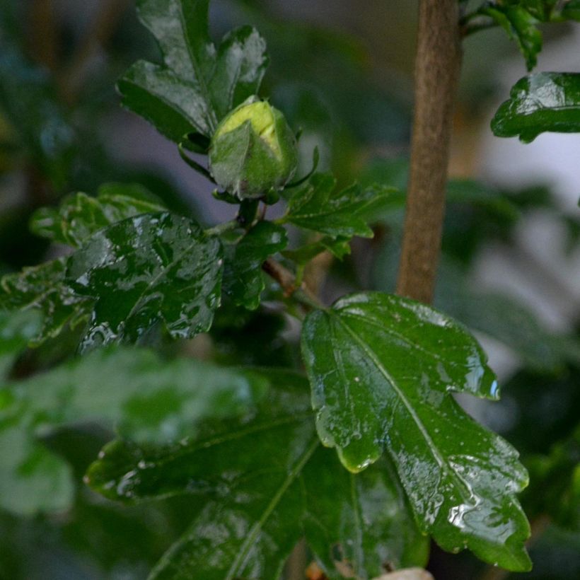Garten-Hibiscus Speciosus - Hibiscus syriacus (Foliage)