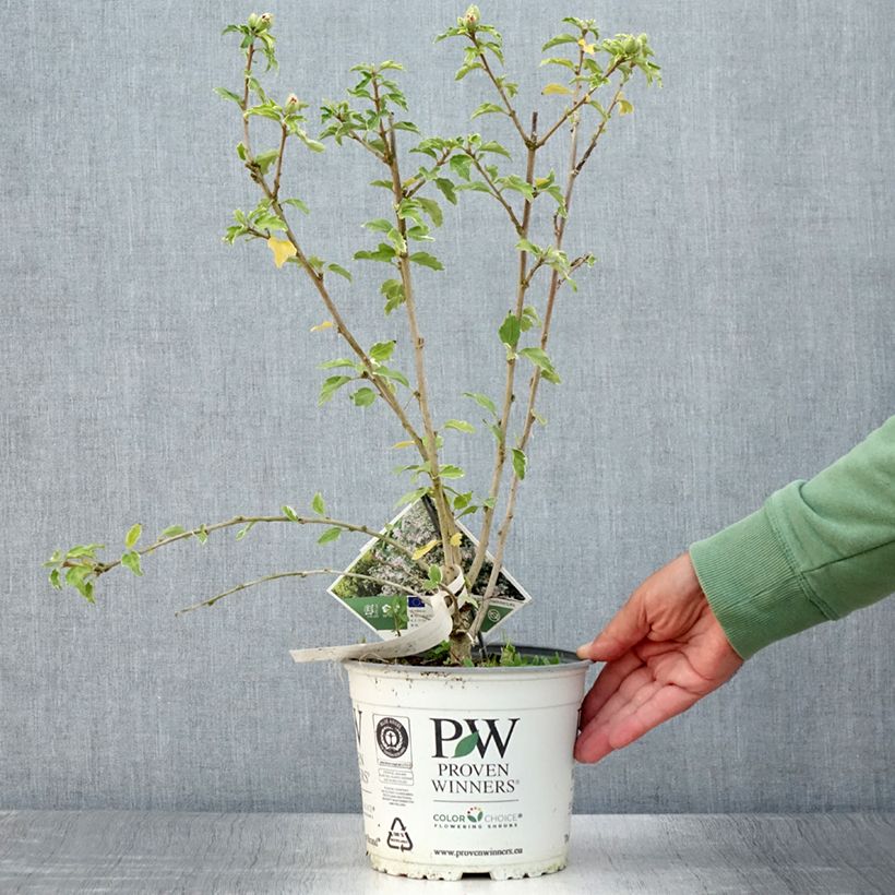 Example of Garten-Hibiscus Sugar Tip - Hibiscus syriacus Topf mit 3L/4L as you get in ete
