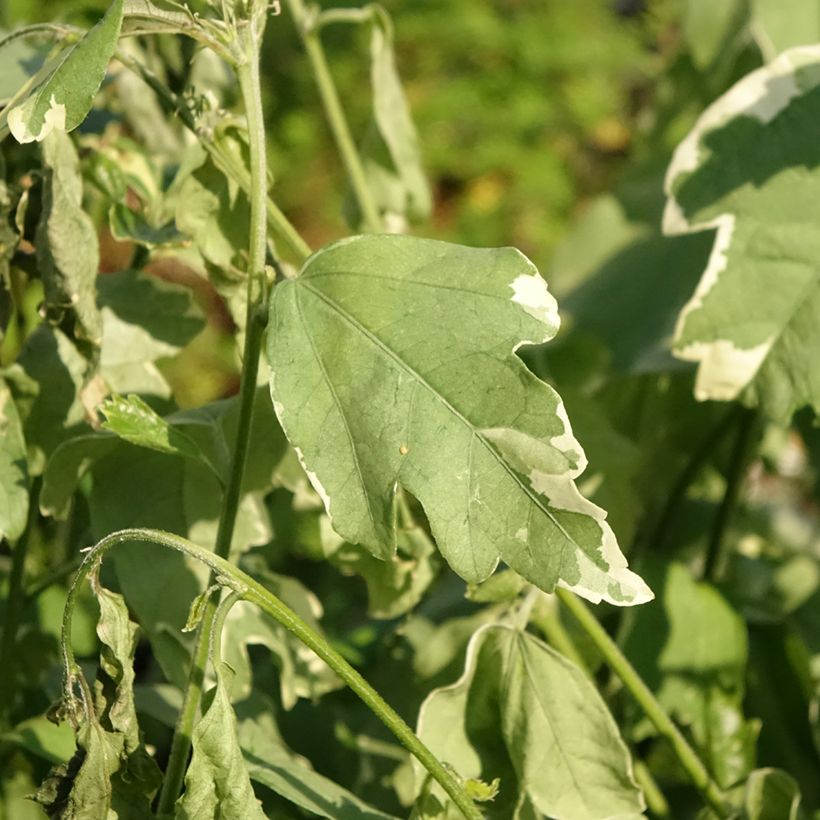 Garten-Hibiscus Sugar Tip - Hibiscus syriacus (Foliage)