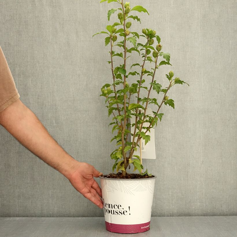 Exemplar von Garten-Hibiscus Sup’Bridge - Hibiscus syriacus Topf mit 4L/5L wie im Sommer geliefert