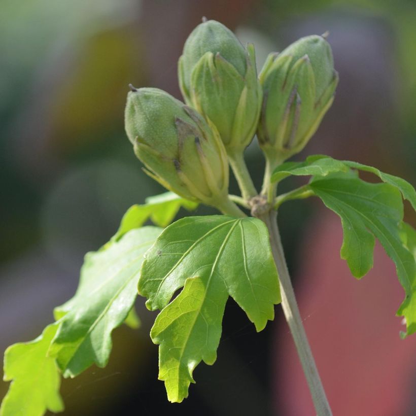 Garten-Hibiscus Sup'Heart - Hibiscus syriacus (Foliage)