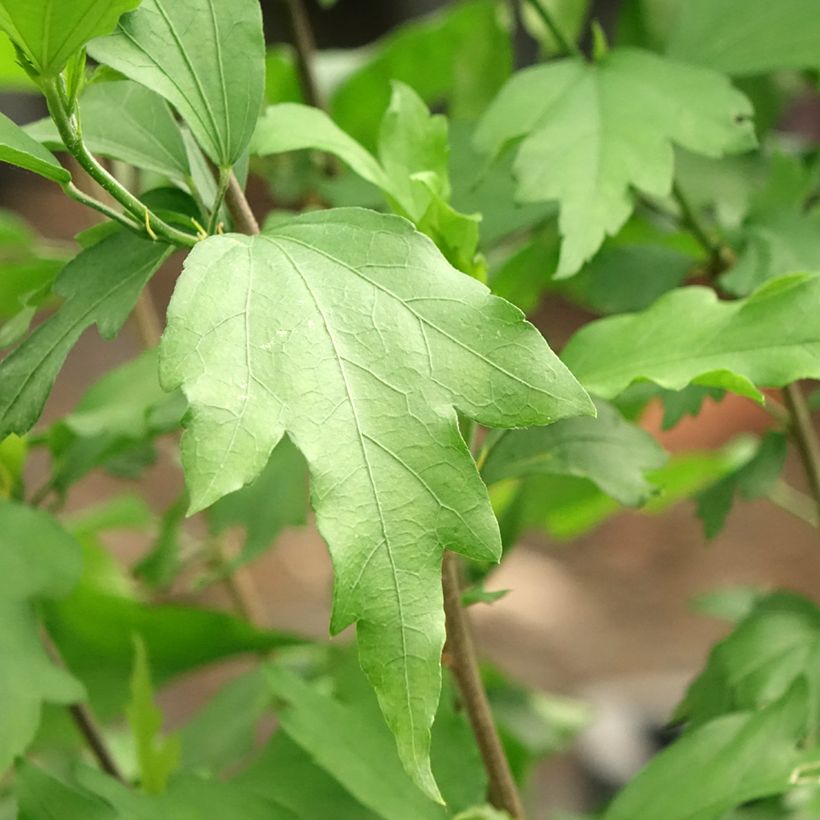 Garten-Hibiscus Three Sisters Mix - Hibiscus syriacus (Foliage)