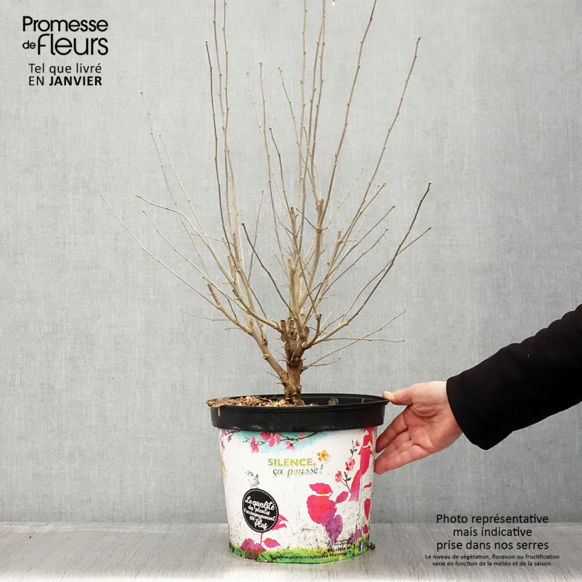 Exemplar von Garten-Hibiscus Ultramarine - Hibiscus syriacus Topf mit 7,5L/10L wie im Winter geliefert