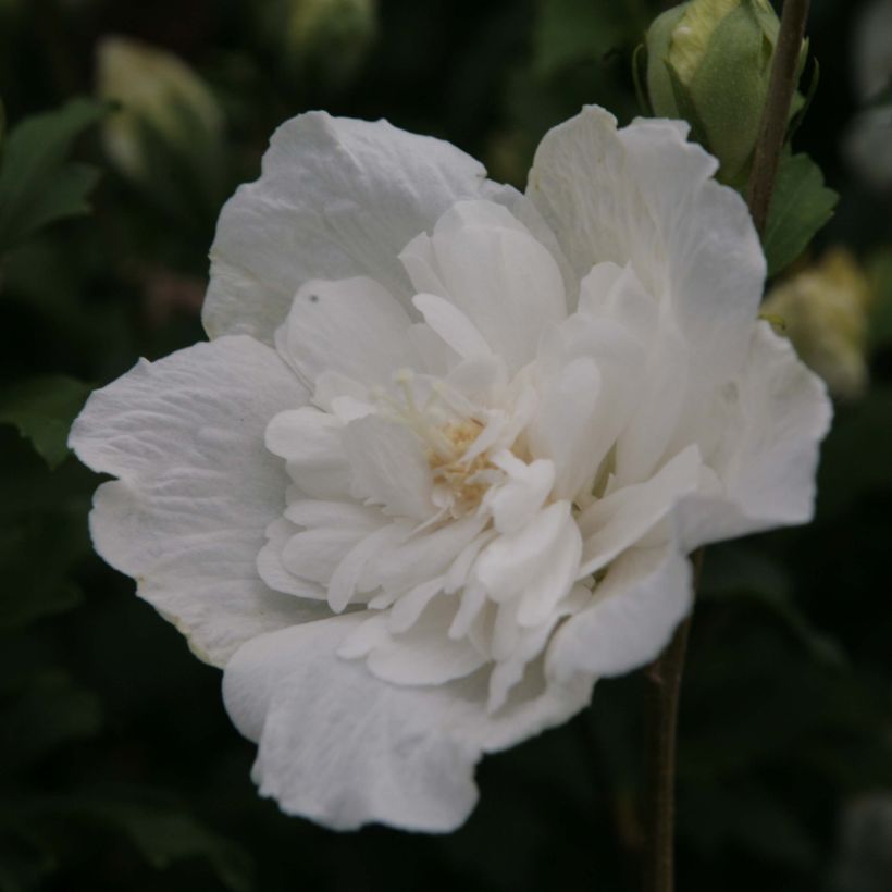 Garten-Hibiscus White Chiffon - Hibiscus syriacus (Flowering)