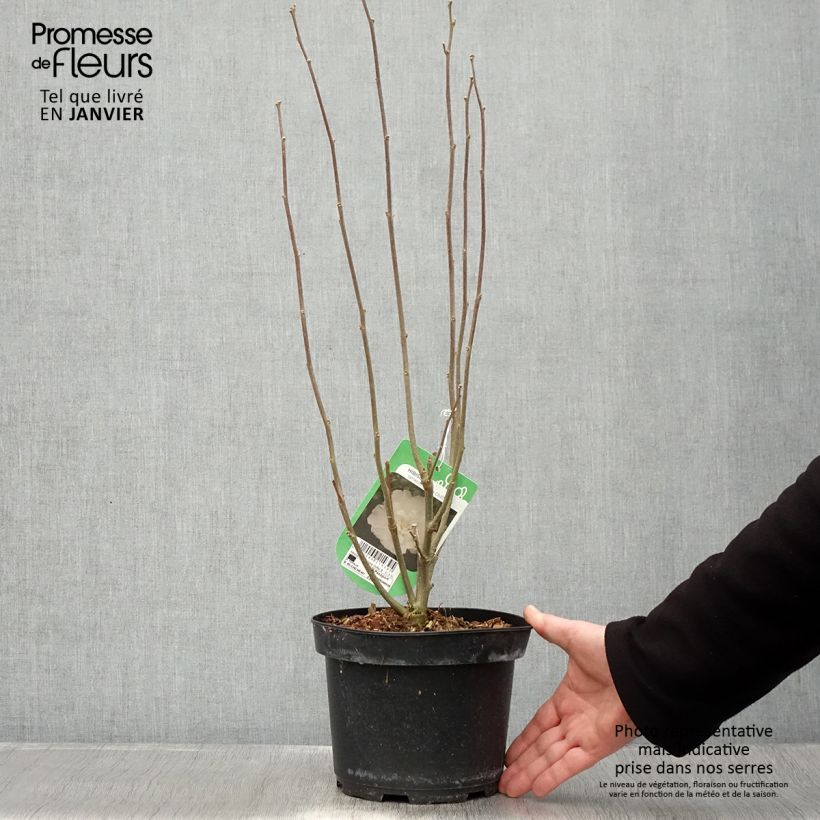 Exemplar von Garten-Hibiscus White Chiffon - Hibiscus syriacus Topf mit 2L/3L wie im Winter geliefert