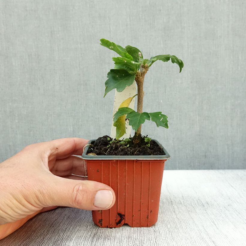 Example of Garten-Hibiscus Woodbridge - Hibiscus syriacus Kleine Töpfe von 8/9 cm as you get in automne