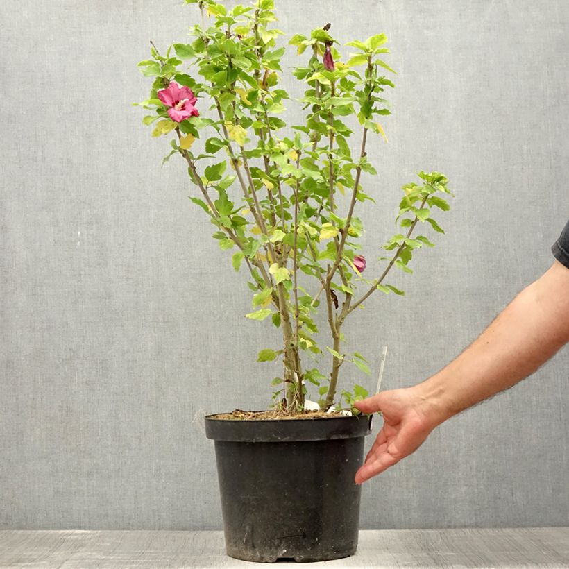 Example of Garten-Hibiscus Woodbridge - Hibiscus syriacus Topf mit 6L/7L as you get in ete