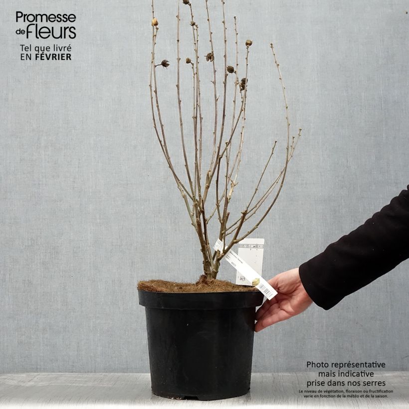 Exemplar von Garten-Hibiscus Woodbridge - Hibiscus syriacus Topf mit 6L/7L wie im Winter geliefert