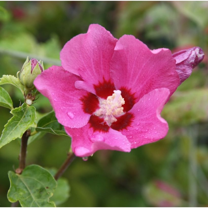 Garten-Hibiscus Woodbridge - Hibiscus syriacus (Flowering)