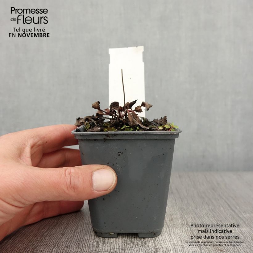 Example of Hieracium maculatum - Geflecktes Habichtskraut Kleine Töpfe von 8/9 cm as you get in automne