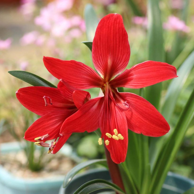 Hippeastrelia Durga Pradhan (Flowering)