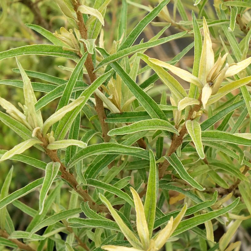 Sanddorn Botanica - Hippophae rhamnoides (Foliage)