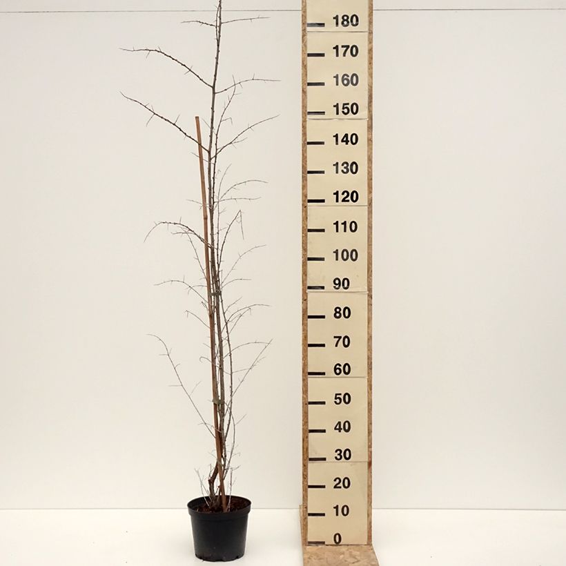 Exemplar von Sanddorn Frugana - Hippophae rhamnoides Topf mit 4L/5L, Strauch/Busch, mehrstämmig wie im Winter geliefert