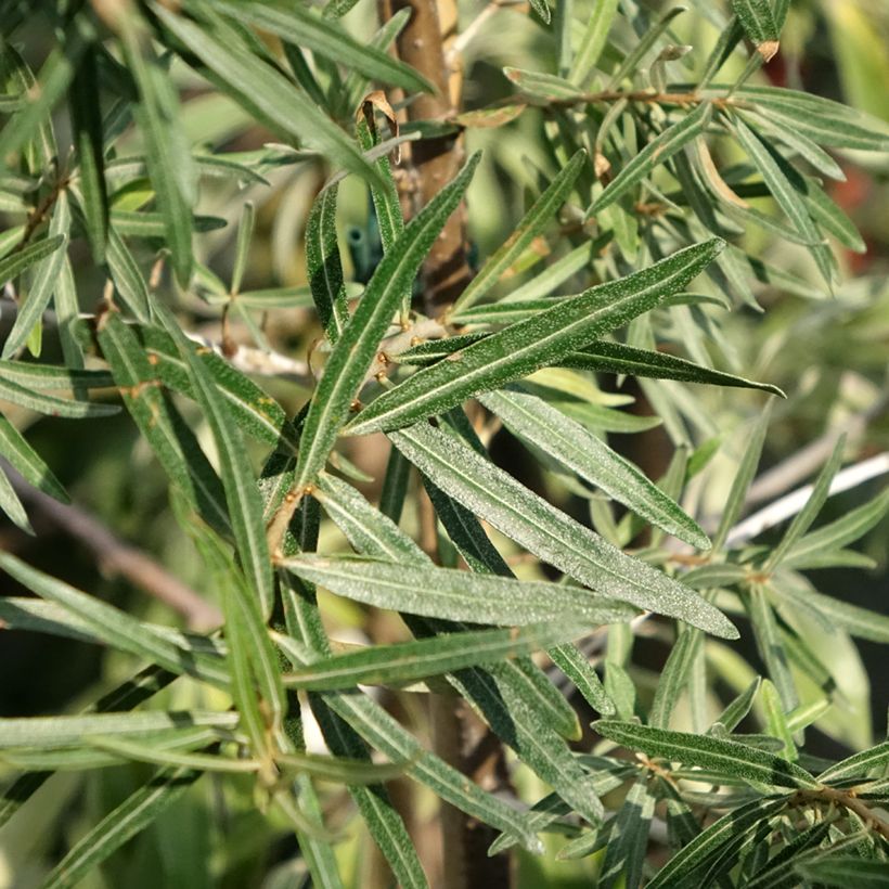 Sanddorn Frugana - Hippophae rhamnoides (Foliage)