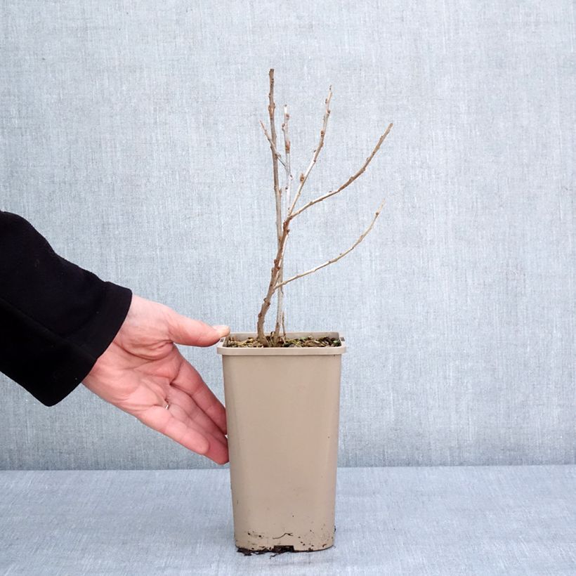 Example of Sanddorn Garden's Gift - Hippophae rhamnoides Topf mit 1,5L/2L, Strauch/Busch, mehrstämmig as you get in hiver