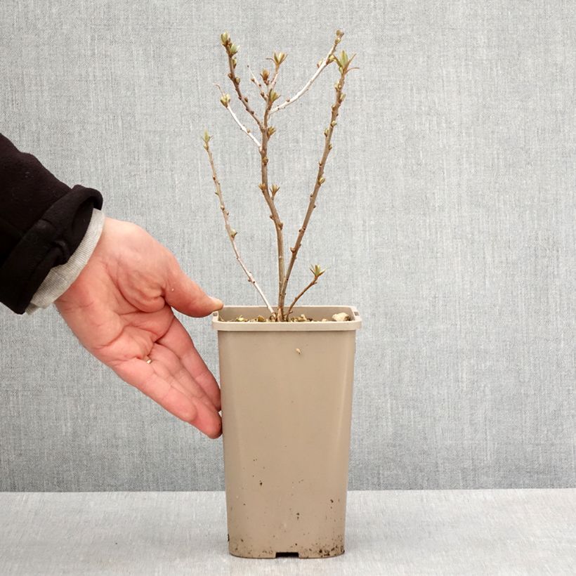 Exemplar von Sanddorn Garden's Gift - Hippophae rhamnoides Topf mit 1,5L/2L, Strauch/Busch, mehrstämmig wie im Frühjahr geliefert