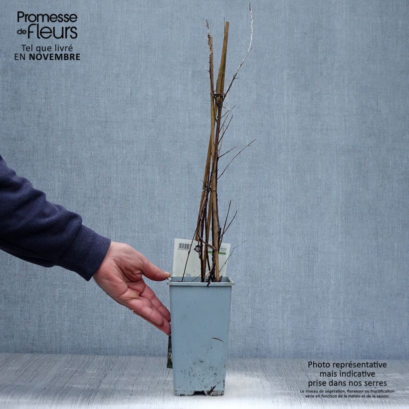 Example of Sanddorn Leikora - Hippophae rhamnoides Topf mit 1,5L/2L as you get in automne