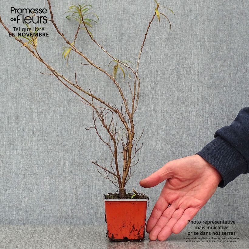 Example of Sanddorn Leikora - Hippophae rhamnoides Kleine Töpfe von 8/9 cm as you get in automne