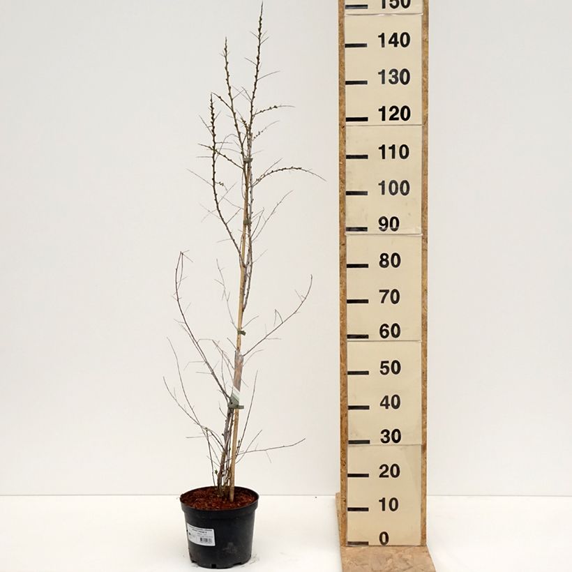 Exemplar von Sanddorn Orange Energy 'Hagebo' - Hippophae rhamnoides Topf mit 3L/4L wie im Frühjahr geliefert