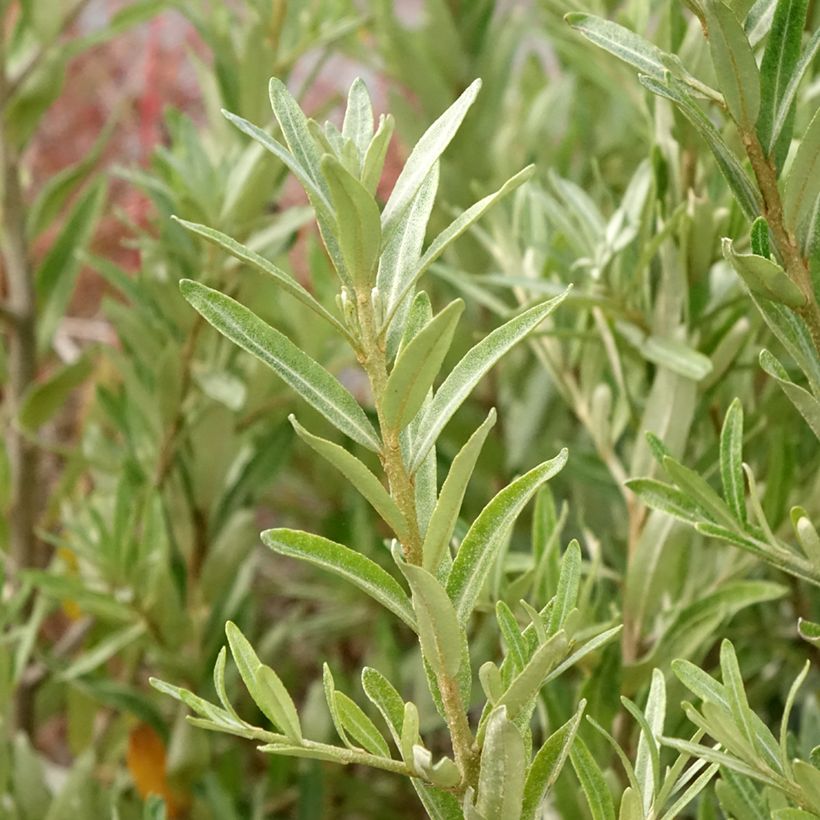 Sanddorn Orange Energy 'Hagebo' - Hippophae rhamnoides (Foliage)
