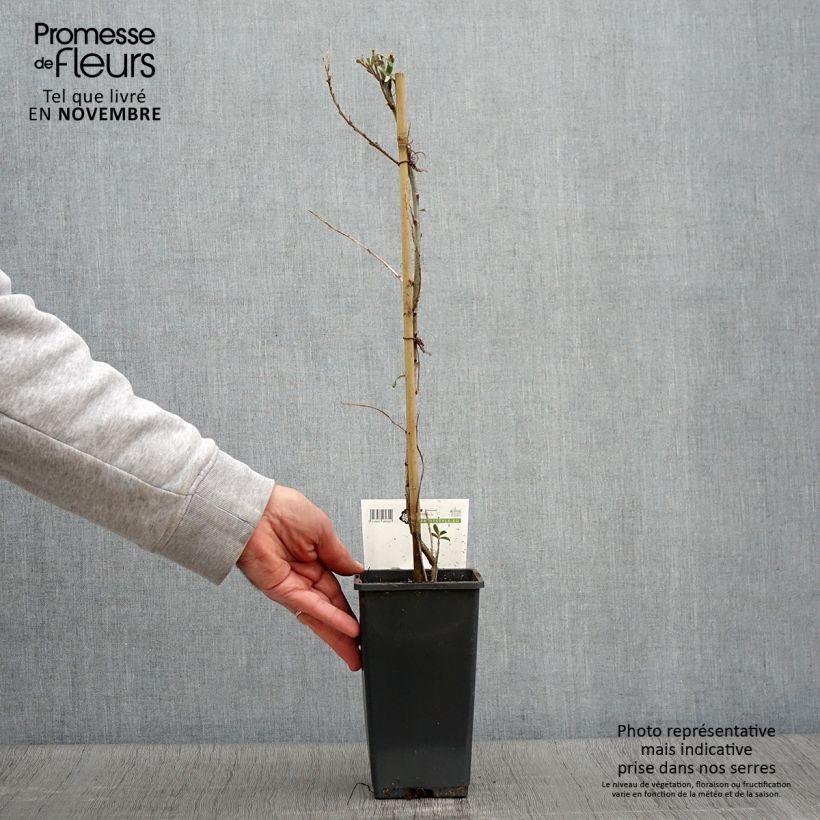 Example of Sanddorn Pollmix - Hippophae rhamnoides Topf mit 1,5L/2L as you get in automne