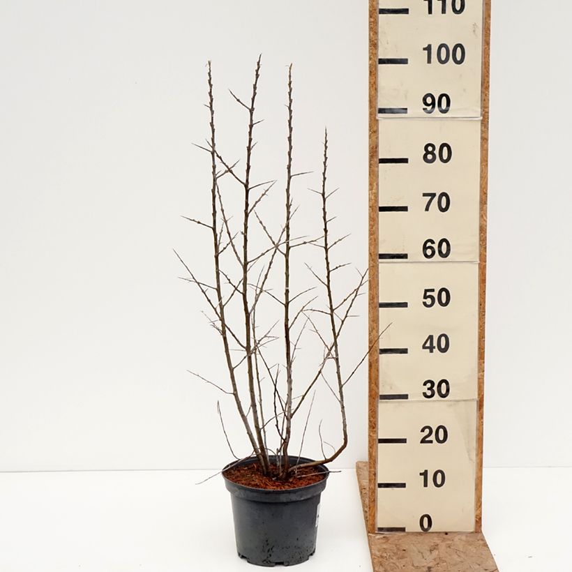 Exemplar von Sanddorn Sirola - Hippophae rhamnoides Topf mit 4L/5L, Strauch/Busch, mehrstämmig wie im Winter geliefert