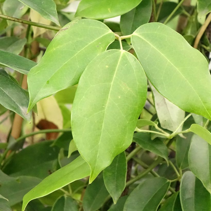 Holboellia coriacea (Foliage)